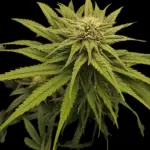 Titel_Cannabis_Kompetenz