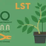 LST_Low_Stress_Training