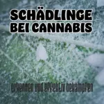 Der ultimative Guide: 7 gefährliche Cannabis-Schädlinge Indoor & Outdoor erkennen und effektiv bekämpfen 6 Schädlinge-Titel