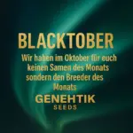 Blacktober bei Alvar Flame: Die komplette Genehtik Seeds Kollektion jetzt reduziert 3 Genehtik Seeds - Blacktober