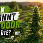 wann beginnt outdoor die blüte