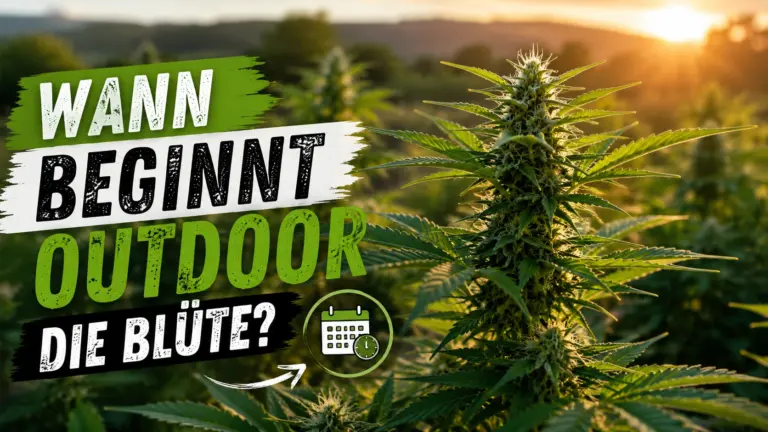 wann beginnt outdoor die blüte